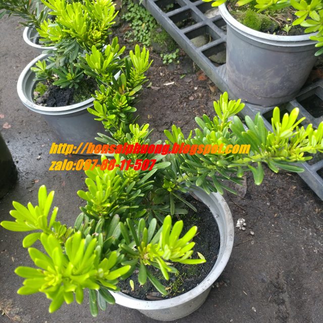 tùng kim cương 27-30cm