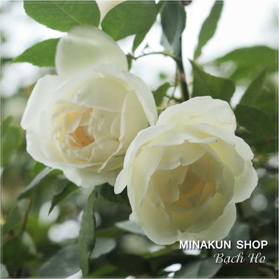 Cây hoa hồng cổ Bạch Ho trắng siêu đẹp