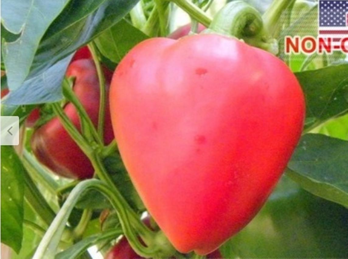 Combo 1 gói Hạt Giống Ớt Trái Tim - Dày Thịt , 1 gói kích nảy mầm, 1 gói phân bón nảy chồi ra lá