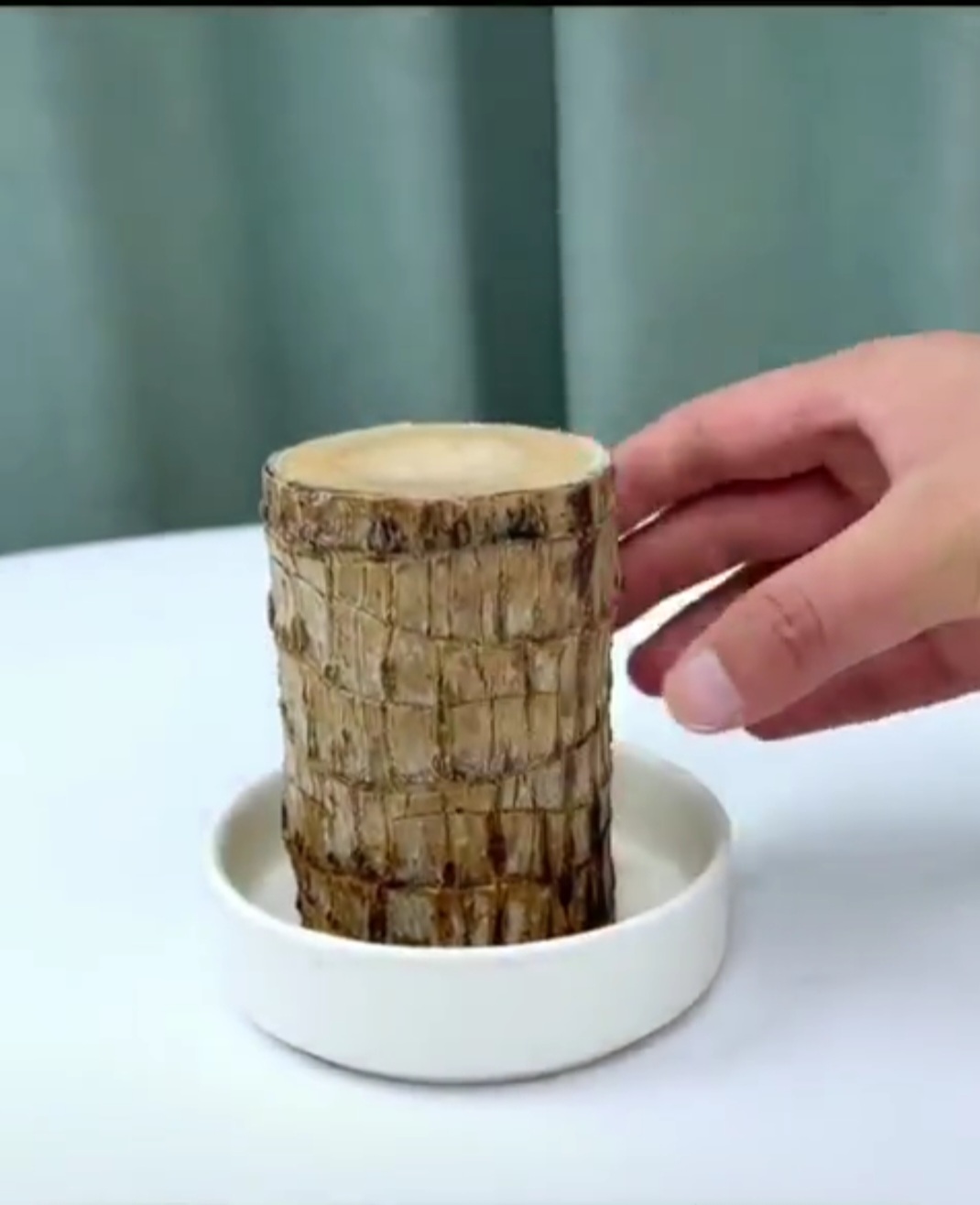 tiểu cảnh thiết mộc lan size lớn ( cây giống k kèm chậu)