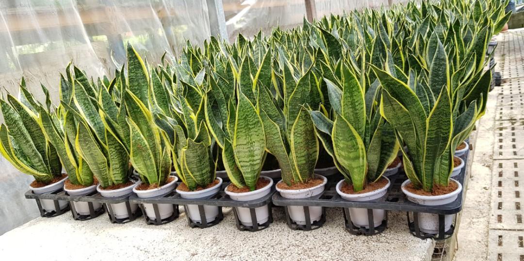 Cây lưỡi hổ để bàn chậu nhựa (3 cây/chậu)