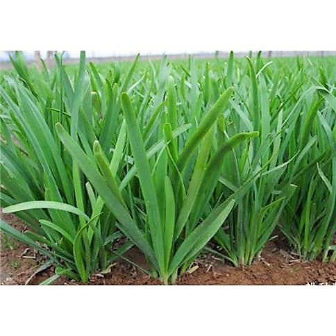 [HCM]Hạt Giống Hẹ Cao Sản Nhật Bản-gói 1gram