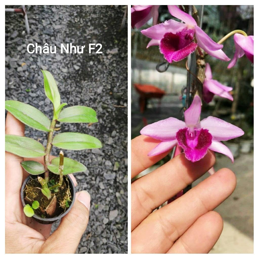 Giả hạc Châu Như F2 - cây con giống năm 2