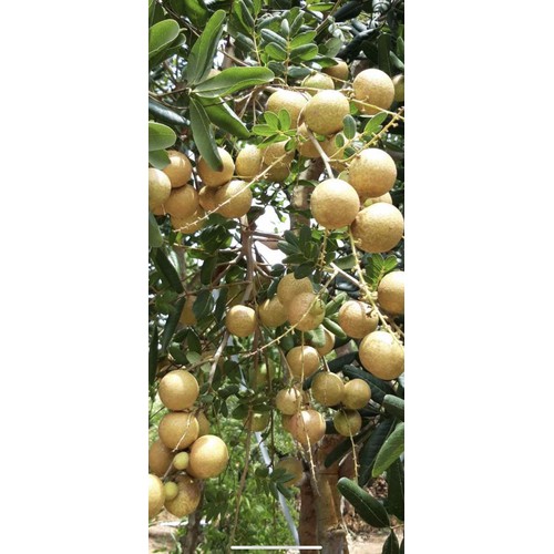 NHÃN XUỒNG CƠM VÀNG LOẠI 1