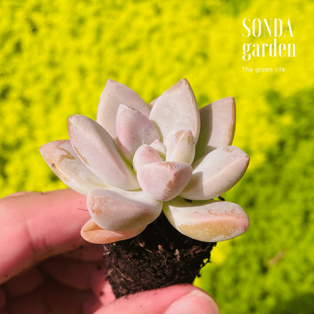 SEN ĐÁ PINK GEM SIZE MINI LỖI 1 ĐỔI 1