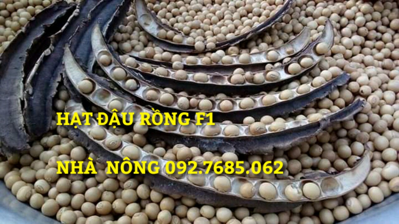 HẠT GIỐNG ĐẬU RỒNG ( GÓI 15 gram)