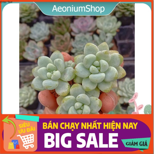 Sen Đá Sỏi Thiên Thanh - Sỏi Thơm  ️- Sedum Clavatum