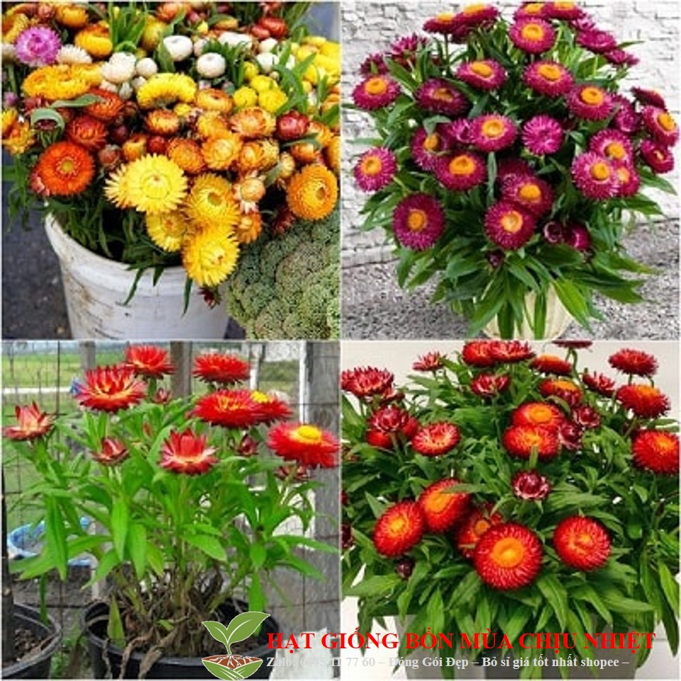 143A GÓI 50 Hạt Giống Hoa Bất Tử Đến Mùa Trồng Tết