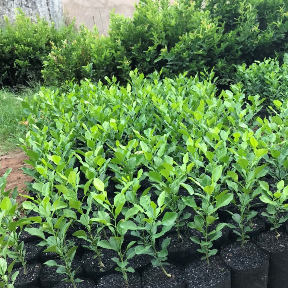 Cây chúc giống an giang, cây chanh thái cao 20-30cm