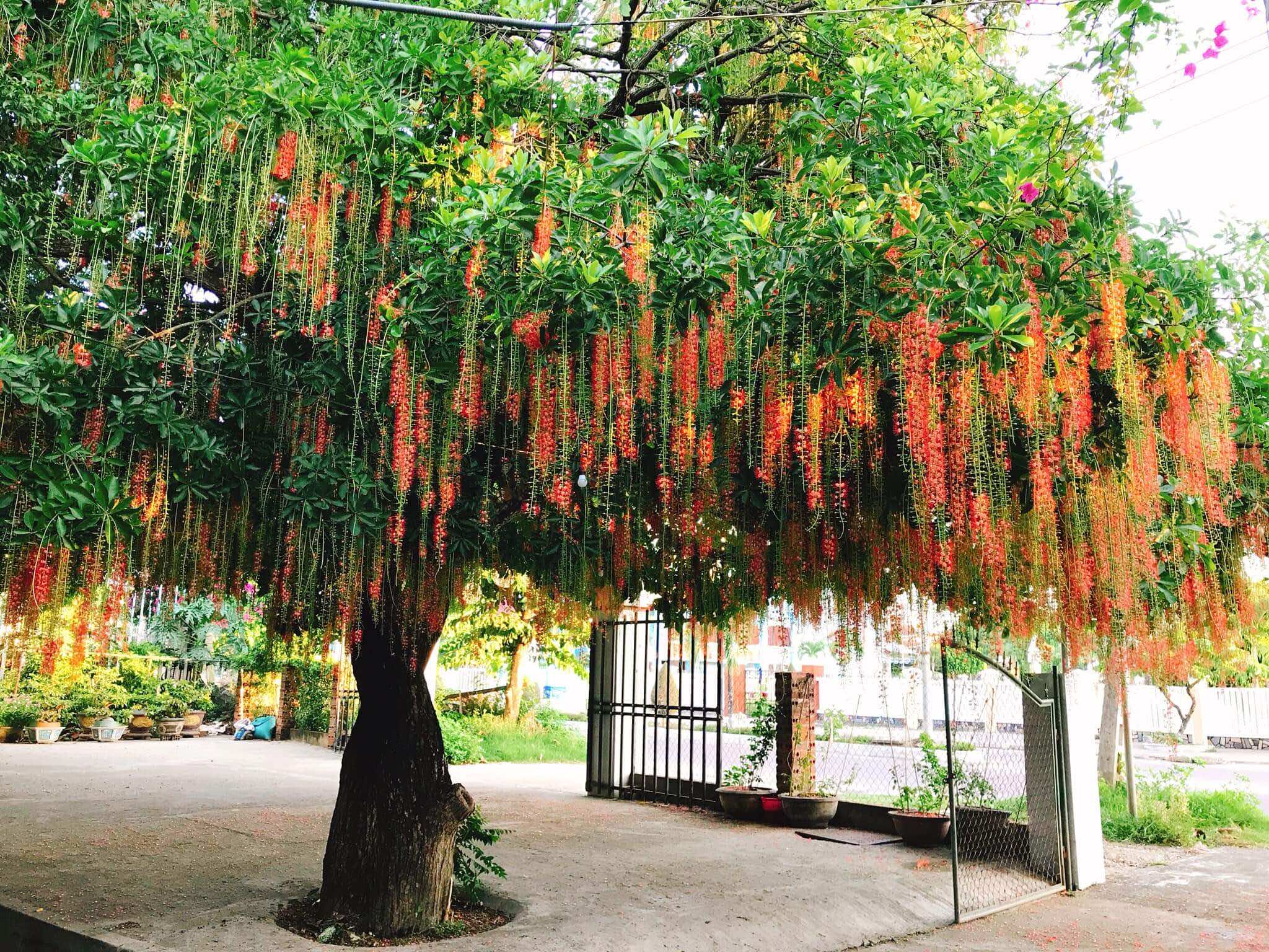 Hạt giống cây lộc vừng hoa đỏ - Gói 5 hạt
