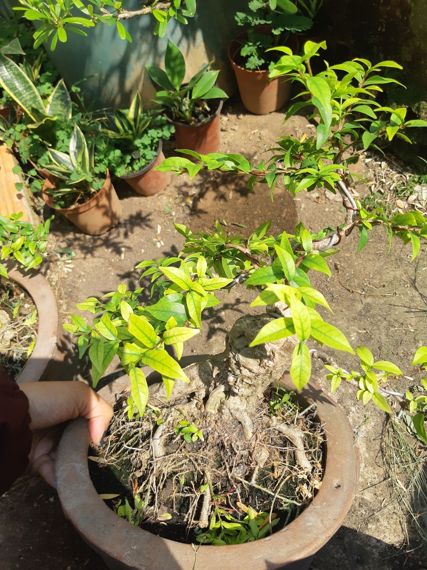 Mai chiếu thủy bonsai gốc gân