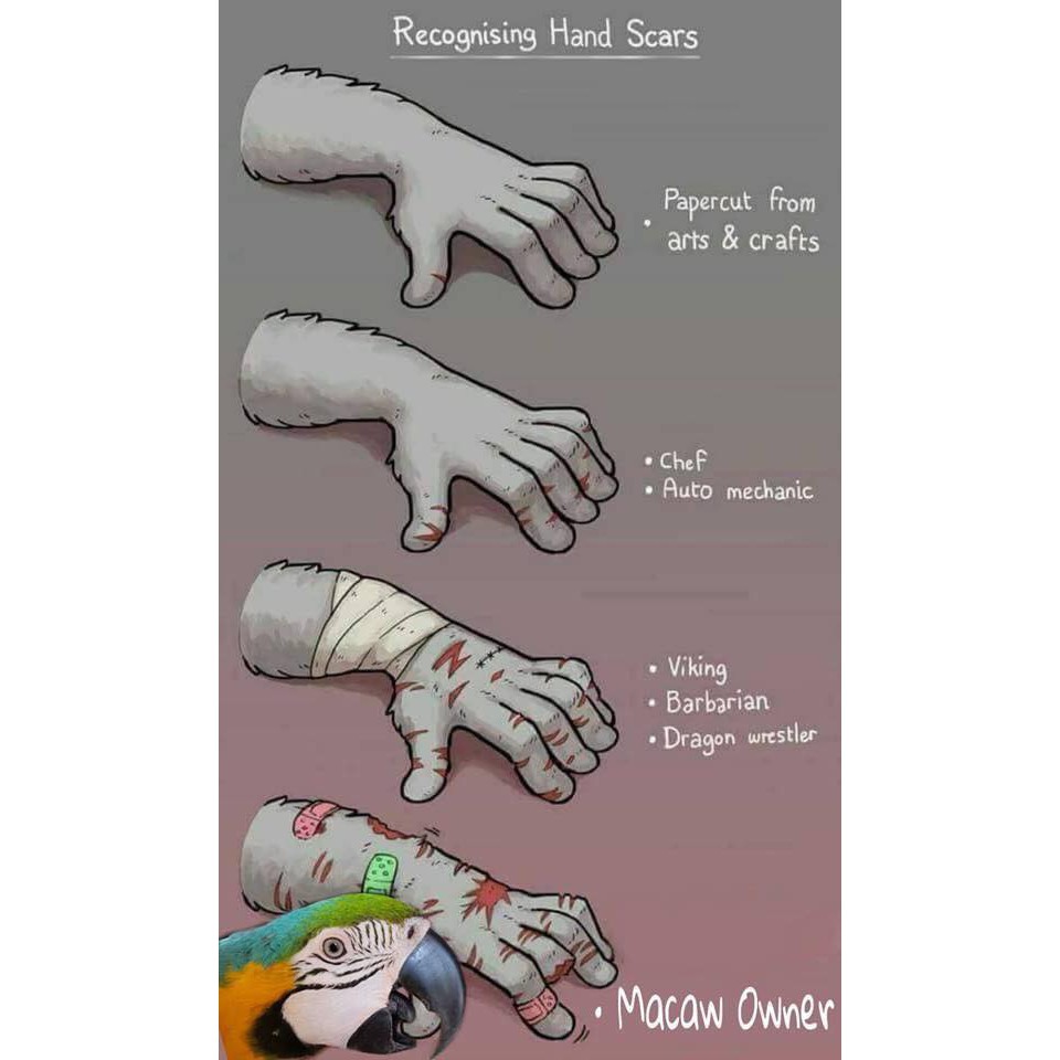 Mài móng cho vẹt size trung