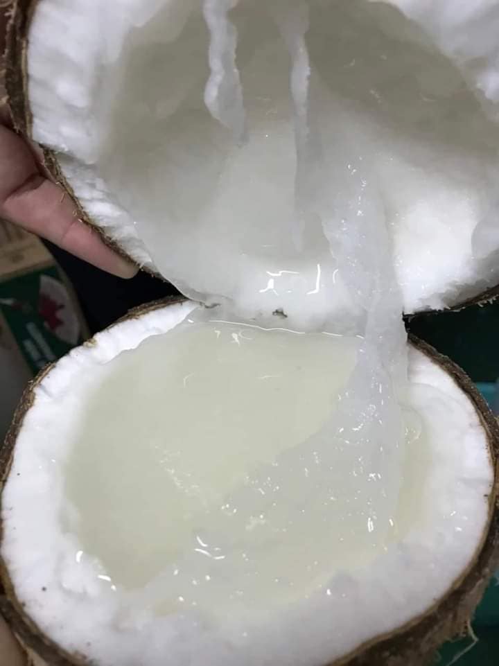 Dừa sáp loai 1 siêu ngon
