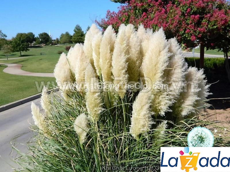 0.05GR 290.HAT Hạt Giống Cỏ Bông Lau Mỹ Trắng (KD| -KD: B19*V51*M238)