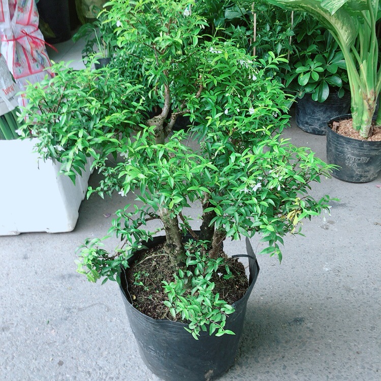 Mai Chiếu Thuỷ Size Đại Cao 70cm Tán Rộng 35cm