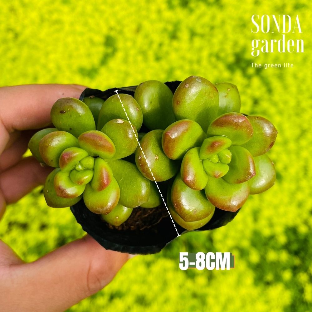 SEN ĐÁ CHILLI CHESSE GIỐNG MỚI SIZE BÉ LỖI 1 ĐỔI 1