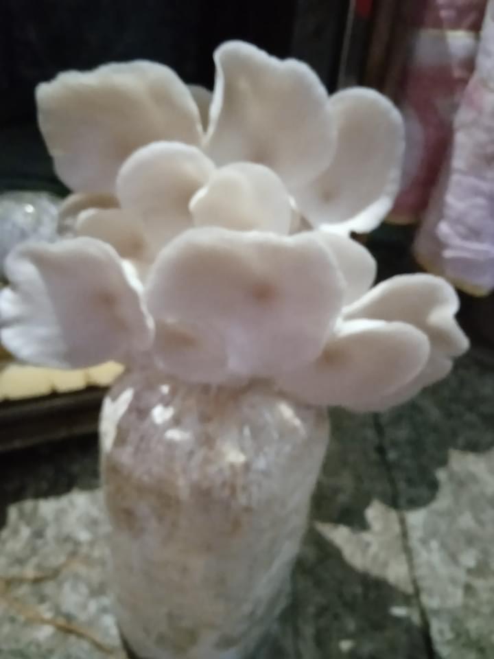 Phôi nấm sò (Kiện 12 bịch)