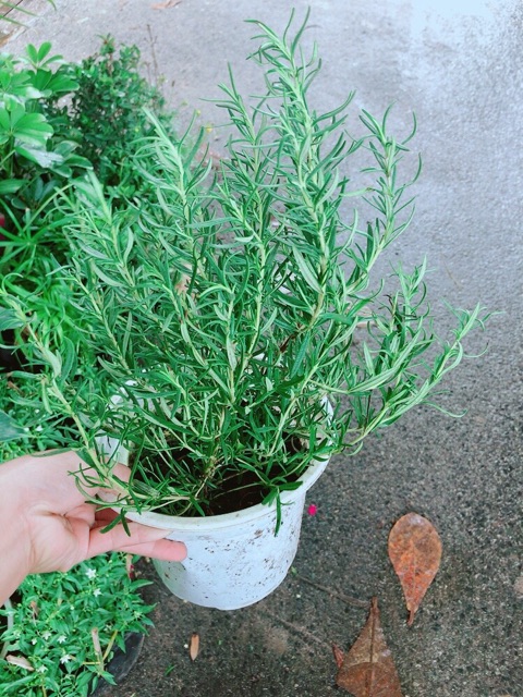 Chậu Cây Hương Thảo (kèm chậu sứ)