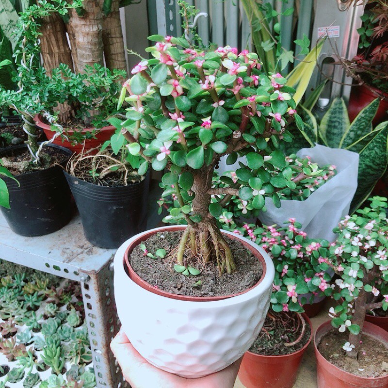 [HCM]Chậu Cây Cành Vàng Lá Ngọc