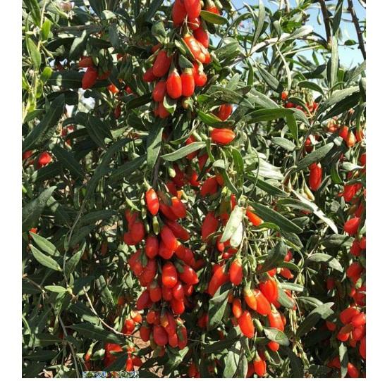 Trái Kỉ Tử Khô Hữu Cơ Ninh Hạ 200g ( Organic Goji Berries )