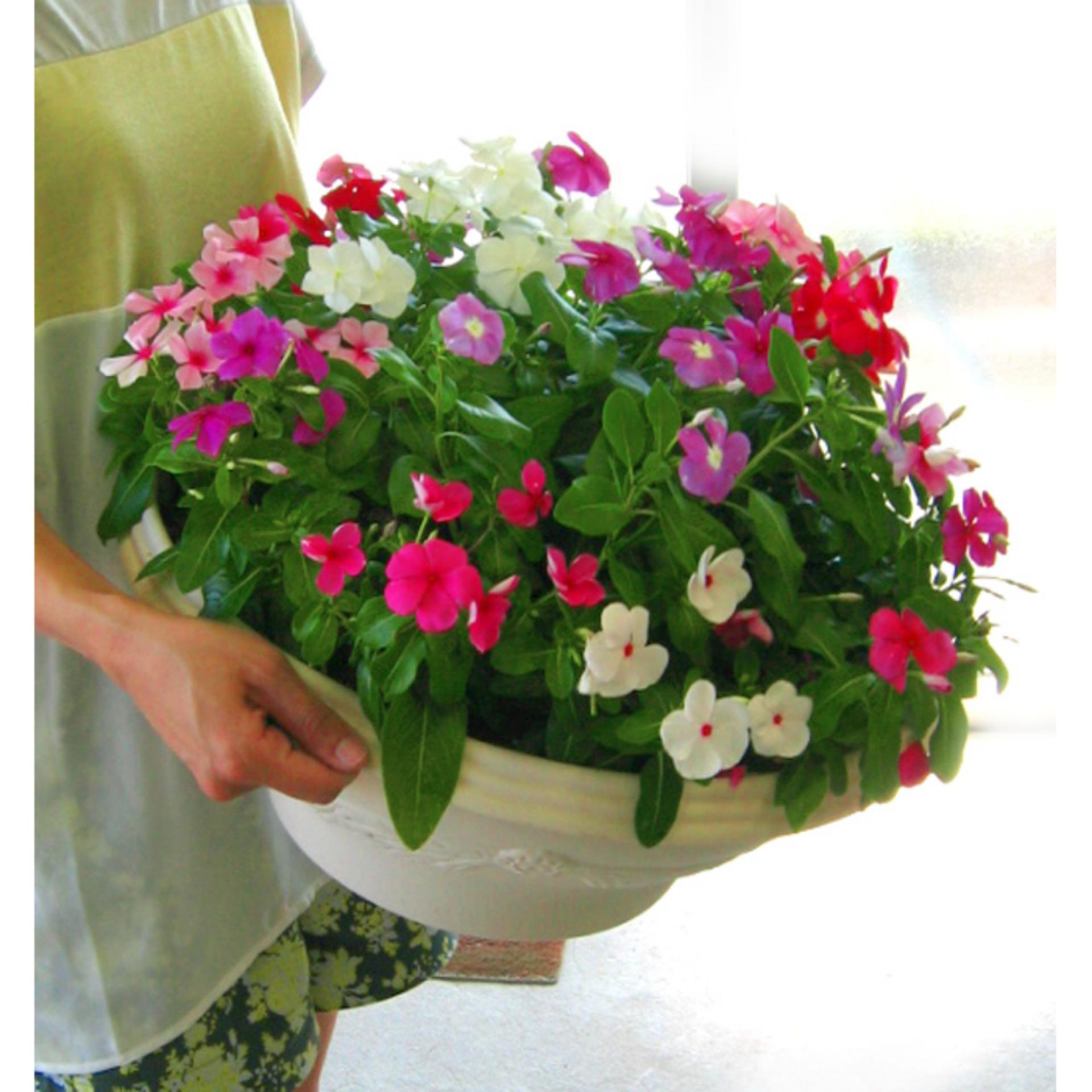 50 Hạt giống Dừa cạn rủ mix