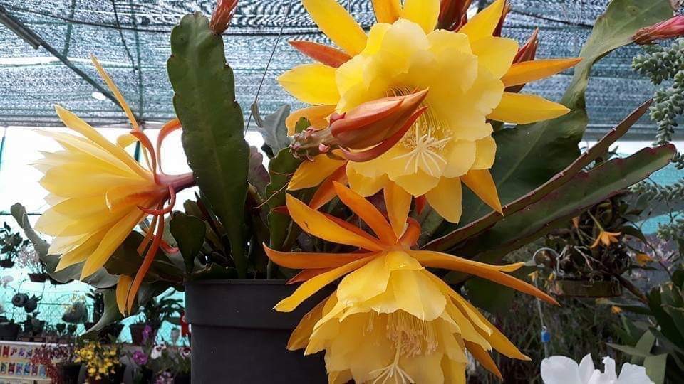 Cây giống NHẬT QUỲNH
