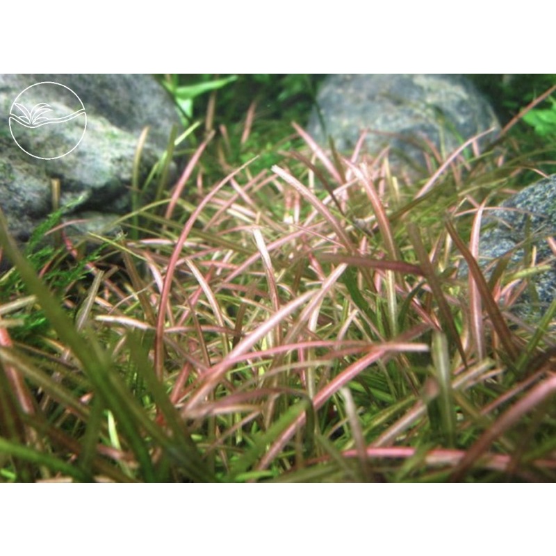 Helanthium tenellum - Cây Cỏ Đỏ - Cây Thuỷ Sinh