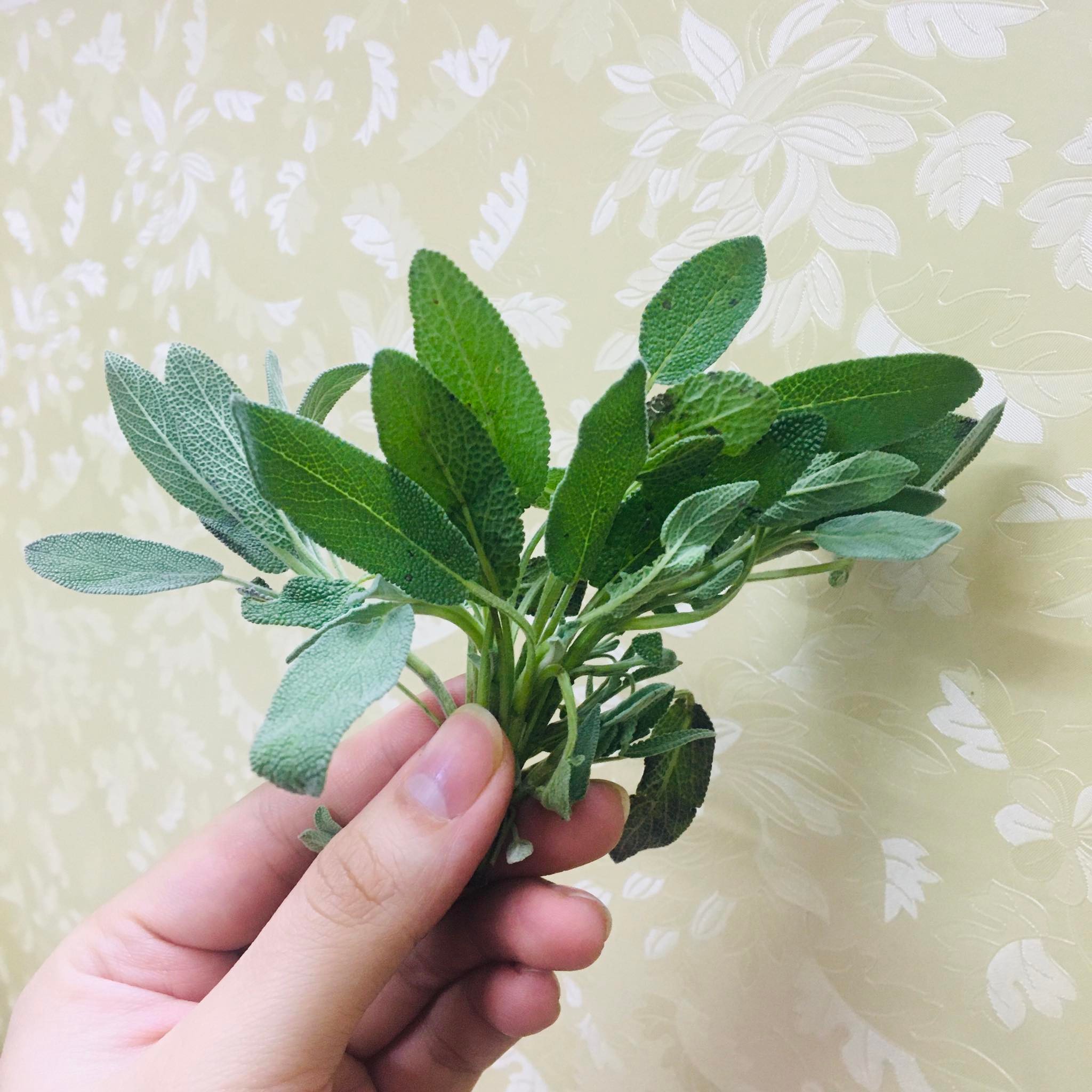 (chỉ giao miền Bắc+TUNG)Lá xô thơm sage tươi 50g,100g