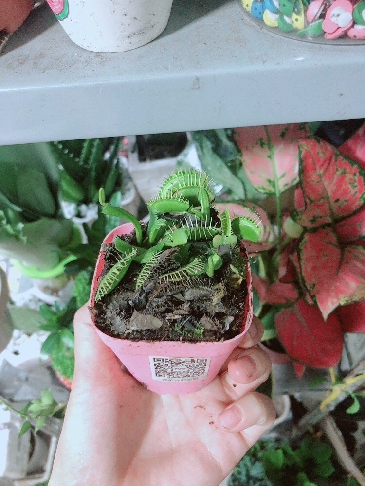 Chậu Cây Bắt Mồi