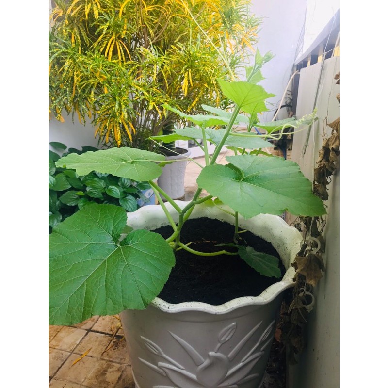 Hạt giống bí siêu ngọn, bí đỏ ăn ngọn