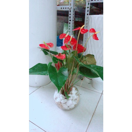 Chậu Cây Hồng Môn Thuỷ Sinh