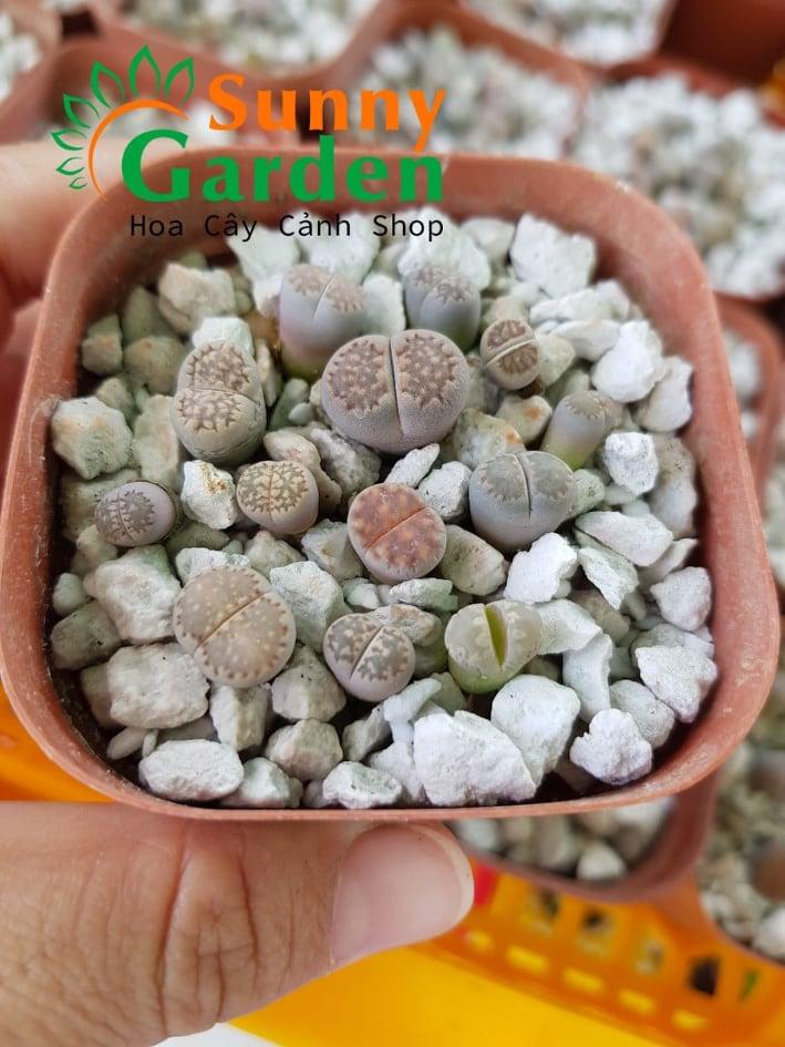 Sen Đá Lipthop( Cặp Mông, Thạch Lan) Hoa sỏi