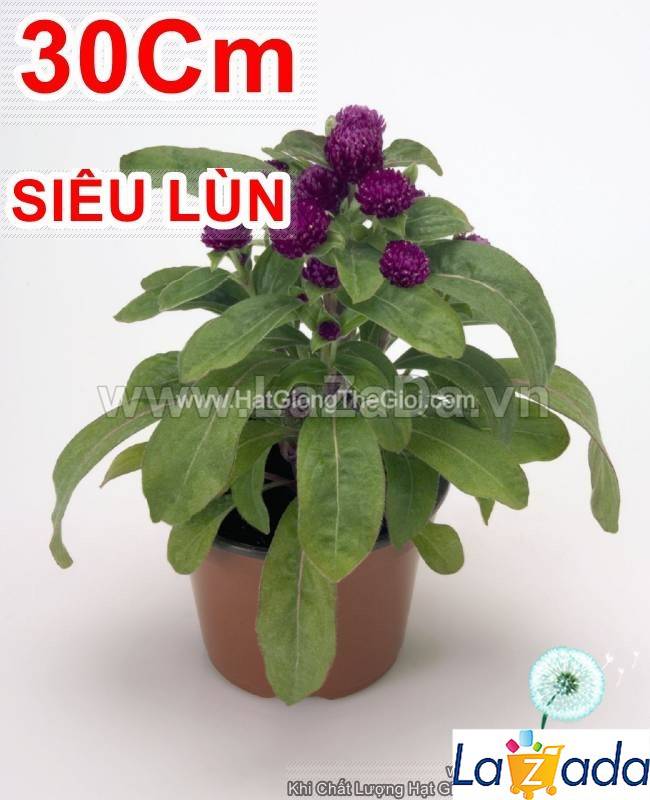 0.5GR 200.HẠT Hạt Giống Hoa Cúc Bách Nhật Siêu Lùn Mix (KD| -KD: B26*V72)
