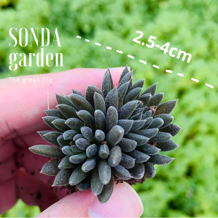 SEN ĐÁ NHÍM ĐEN SIZE MINI KHOẺ ĐẸP LỖI 1 ĐỔI 1