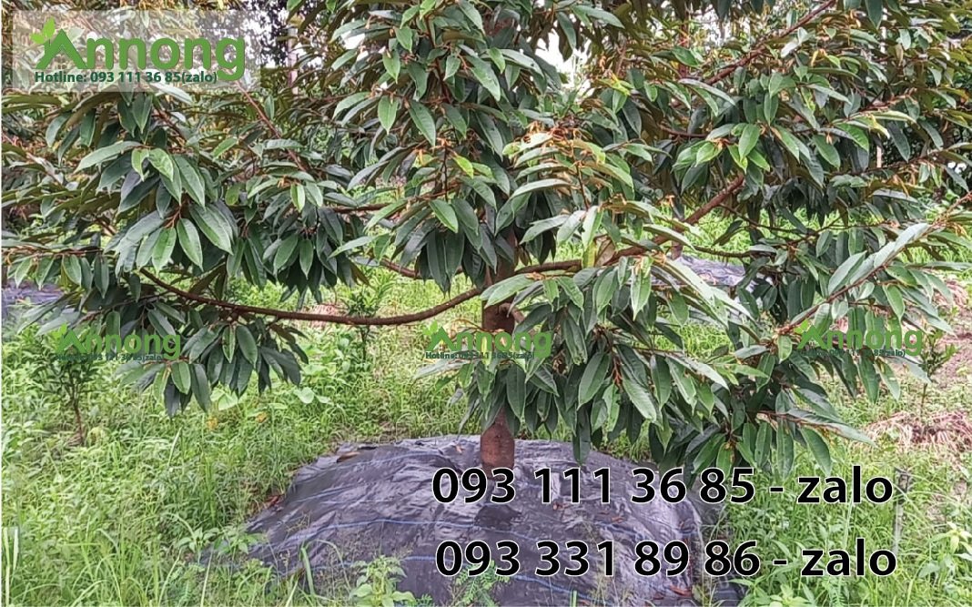 Combo 10 Tấm Bạt Phủ Đất Chống Cỏ Dại (Hàng Dày 120g/m2 - Tặng Kèm Ghim)