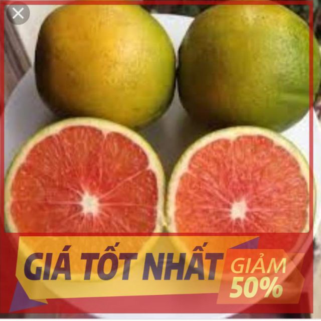 (HÀNG MỚI) Cây CAM CARA RUỘT ĐỎ ghép, giống cây F1 siêu sai quả, quả ngon ngọt, năng suất cao