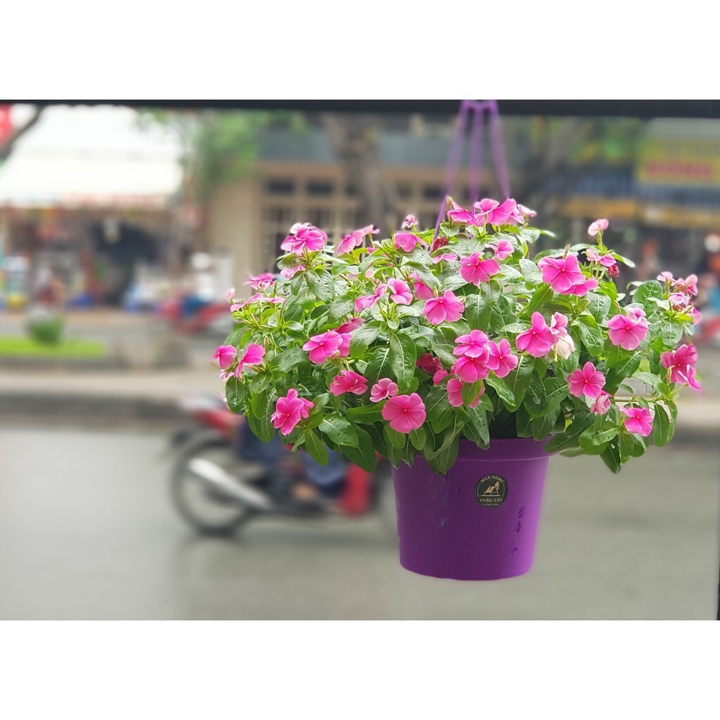 Chậu cây tự dưỡng thông minh- K03