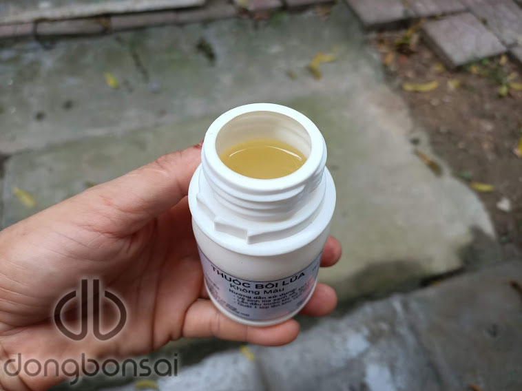 Combo 5 Chai dung dịch bôi lũa bonsai 150ml