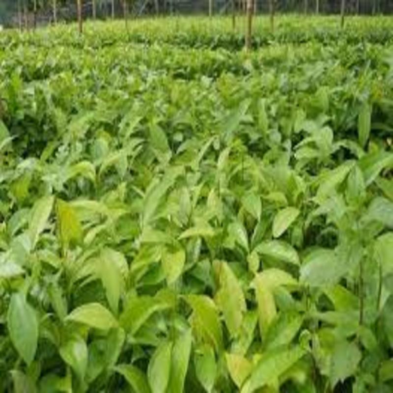 COM BO 2 Cây giống Quế cây dược liệu quý, cây công trình chuẩn giống