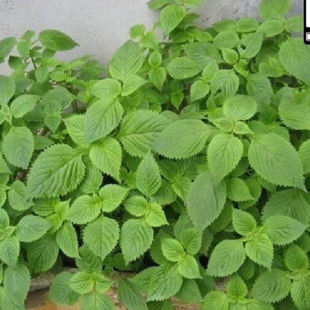 Hạt giống rau kinh giới -gói 2 gram