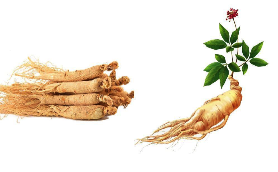 Hạt giống nhân sâm Hàn Quốc KNS - Gói 5 hạt