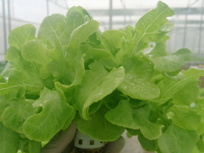 [HCM]2g Hạt Giống Xà Lách Oakleaf (Sồi Xanh)