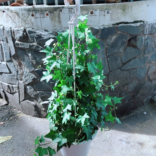 [HCM]Chậu Cây Thường Xuân