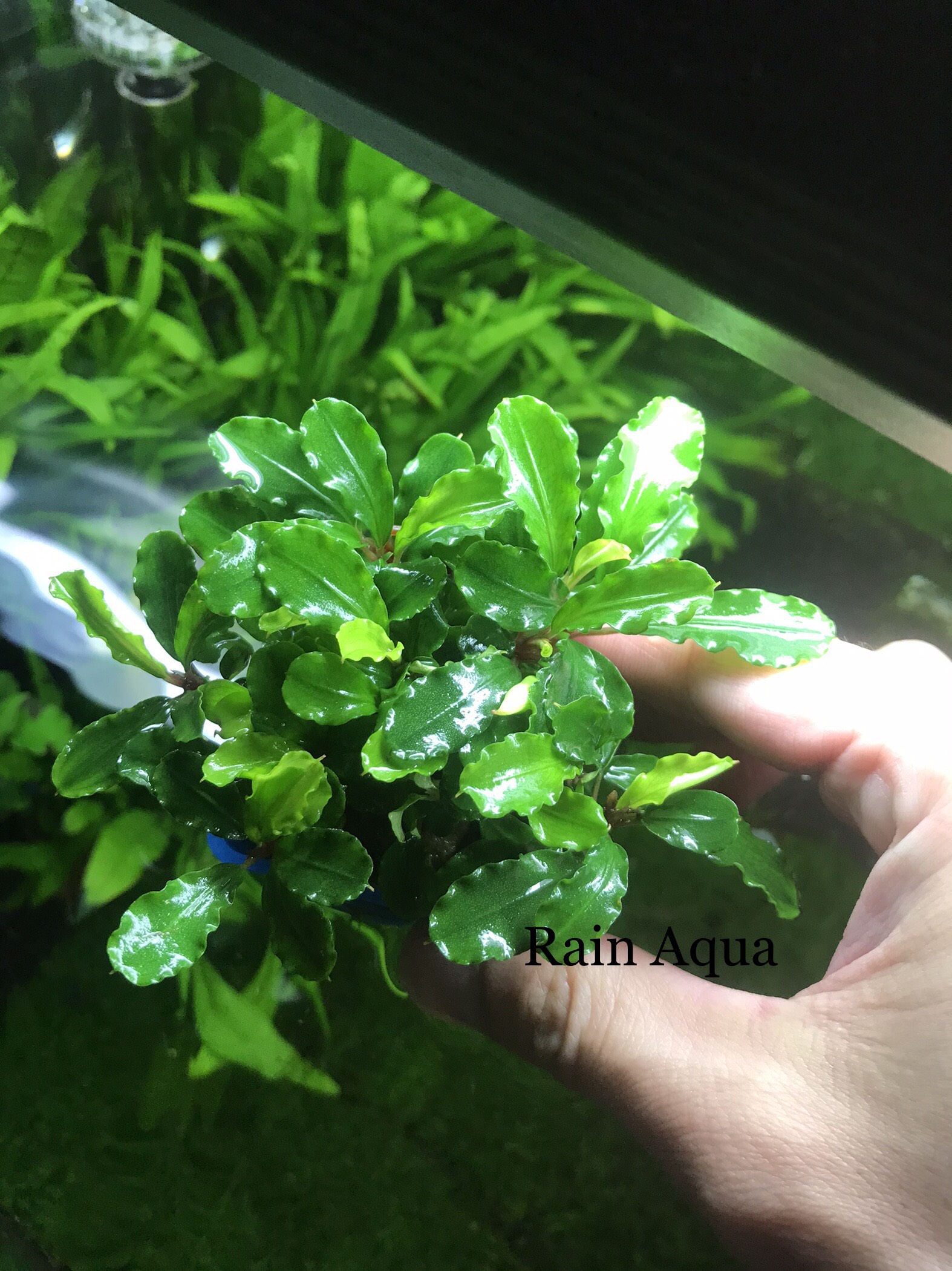 Bucep - Cây Thủy Sinh Giá Thể