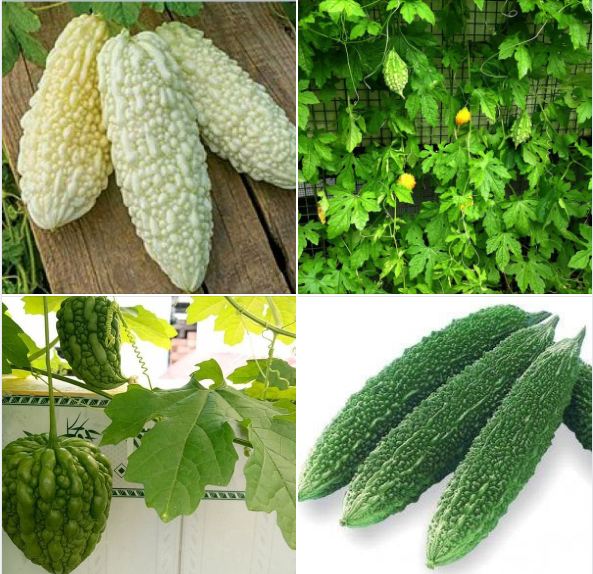 Combo 4 gói hạt giống khổ các loại ( khổ qua rừng - khổ qua trắng - khổ qua gai xanh - khổ qua trái tim )
