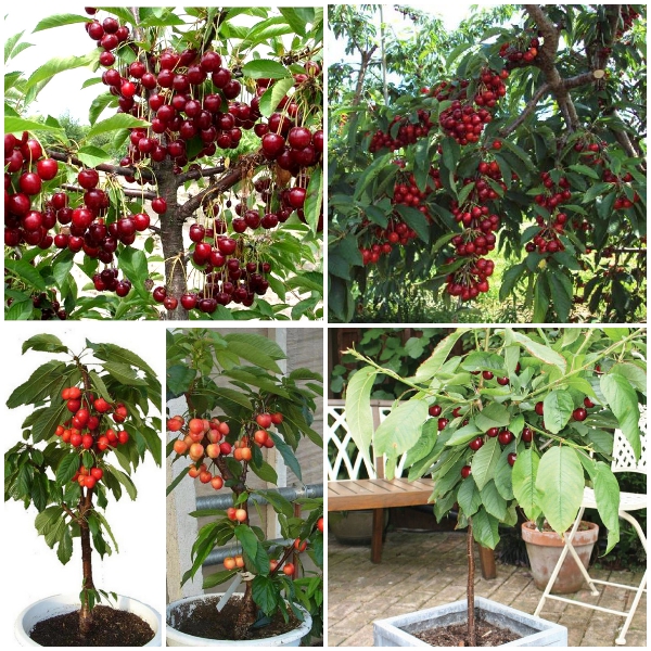 Hạt giống quả Cherry F1