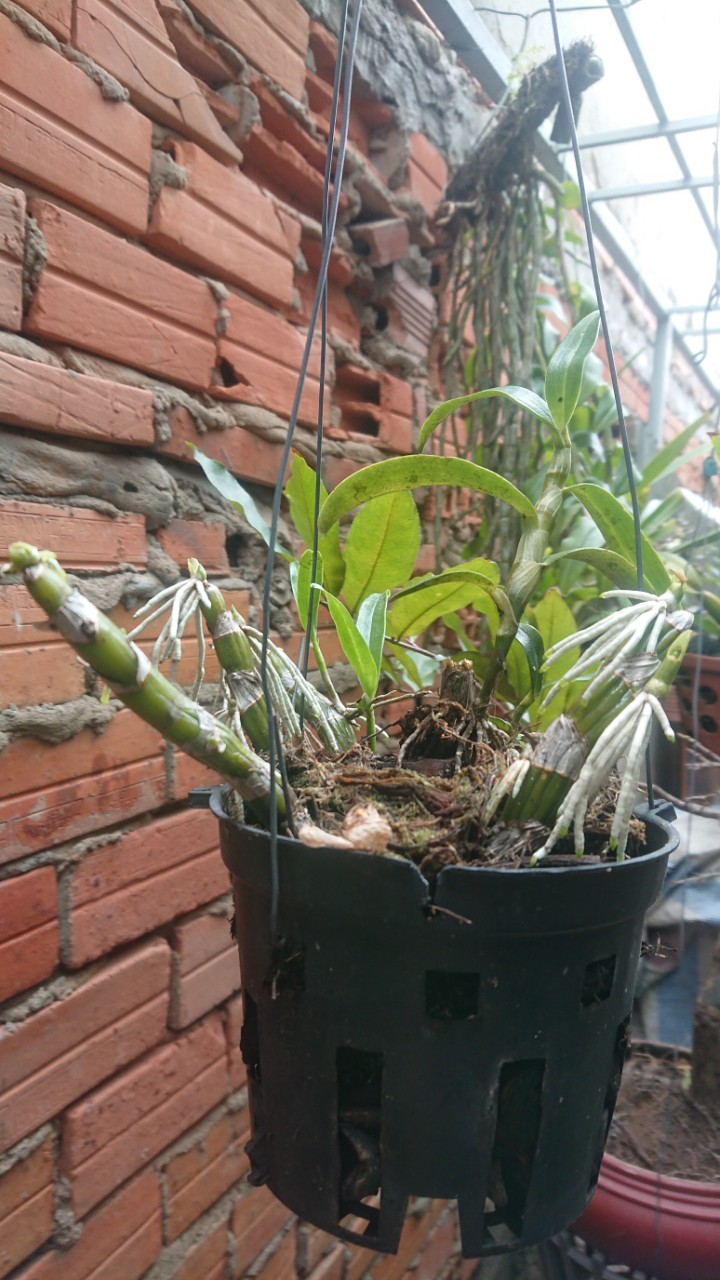 Phân bón nấm rễ cộng sinh - kích thích ra rễ