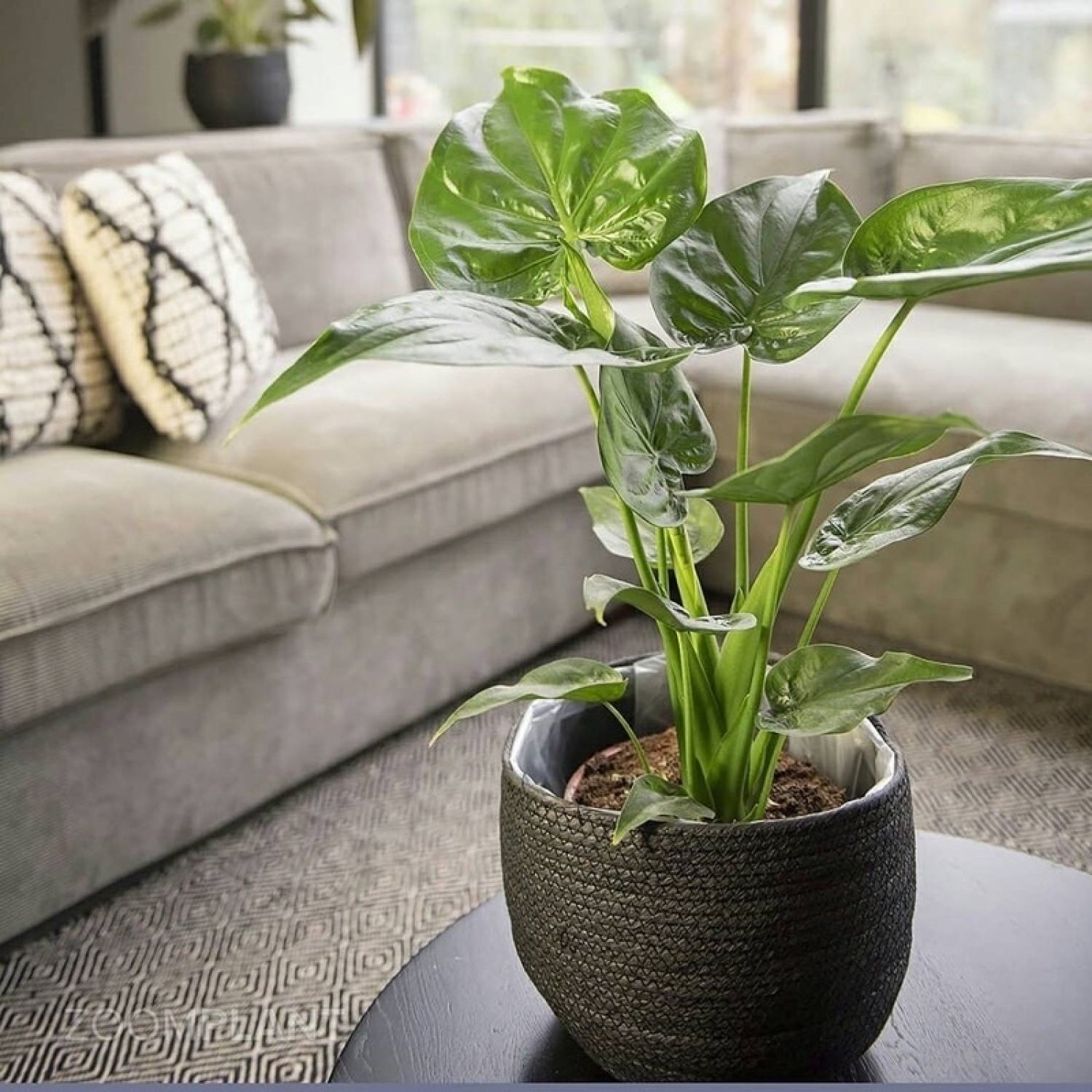 Cây môn tai phật đuổi muỗi hiệu quả (môn lá tim, Cây Alocasia cucullata)