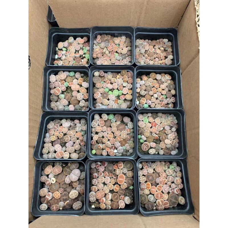 cây sen đá mông sen đá lithops thạch lan size nhỏ