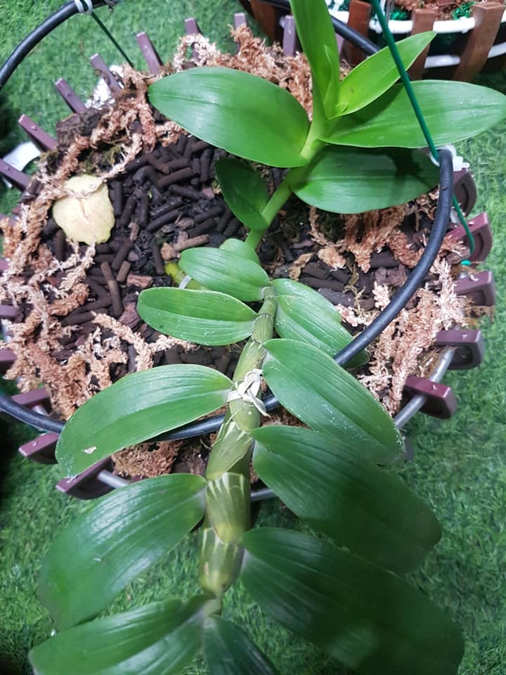 Hoa phong lan phi điệp 5ct cánh trắng phú thọ gieo hạt